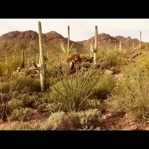 Meet your Posher, Bailey